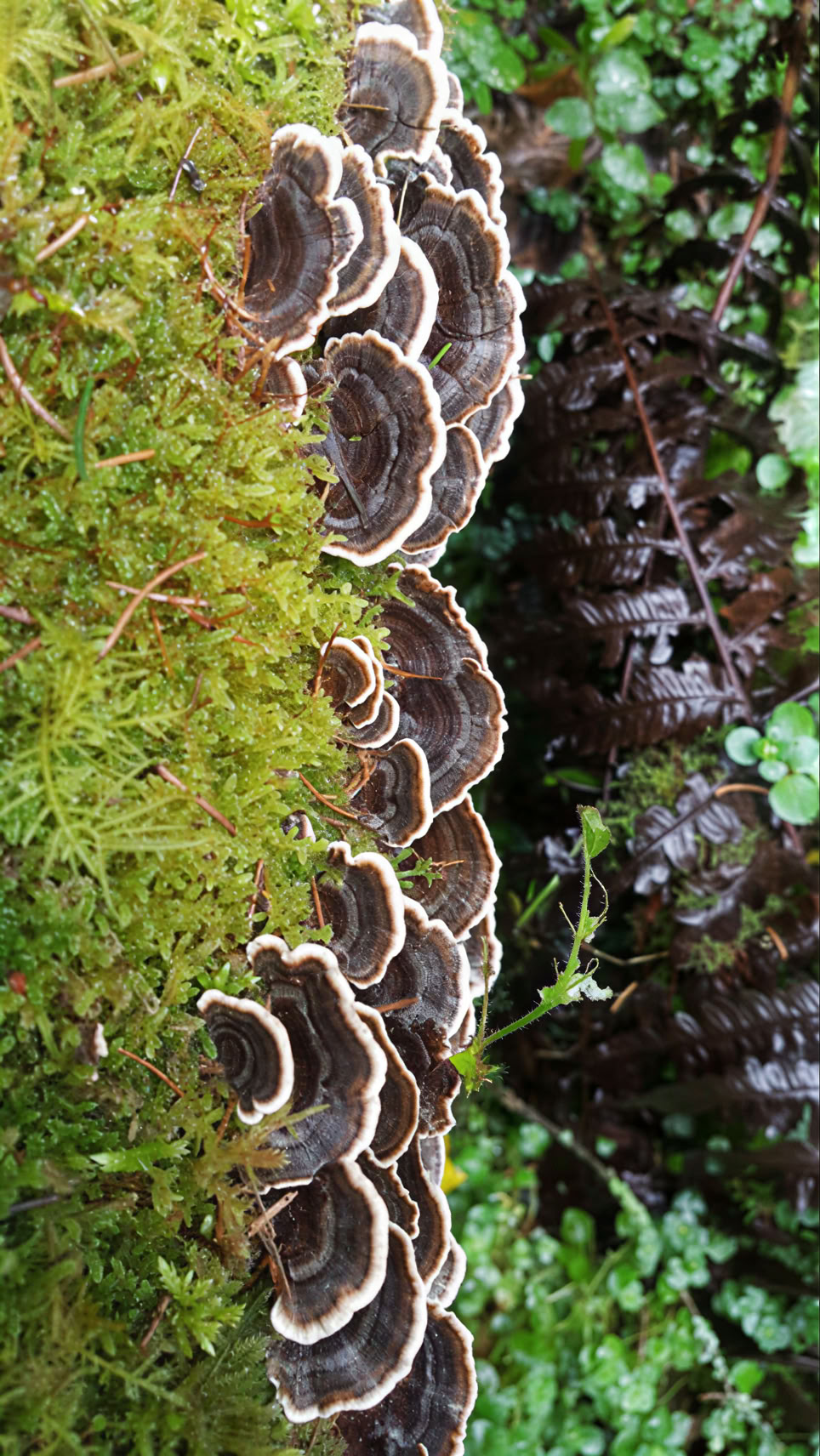 Vollmondfeiern & Neumondzeremonien