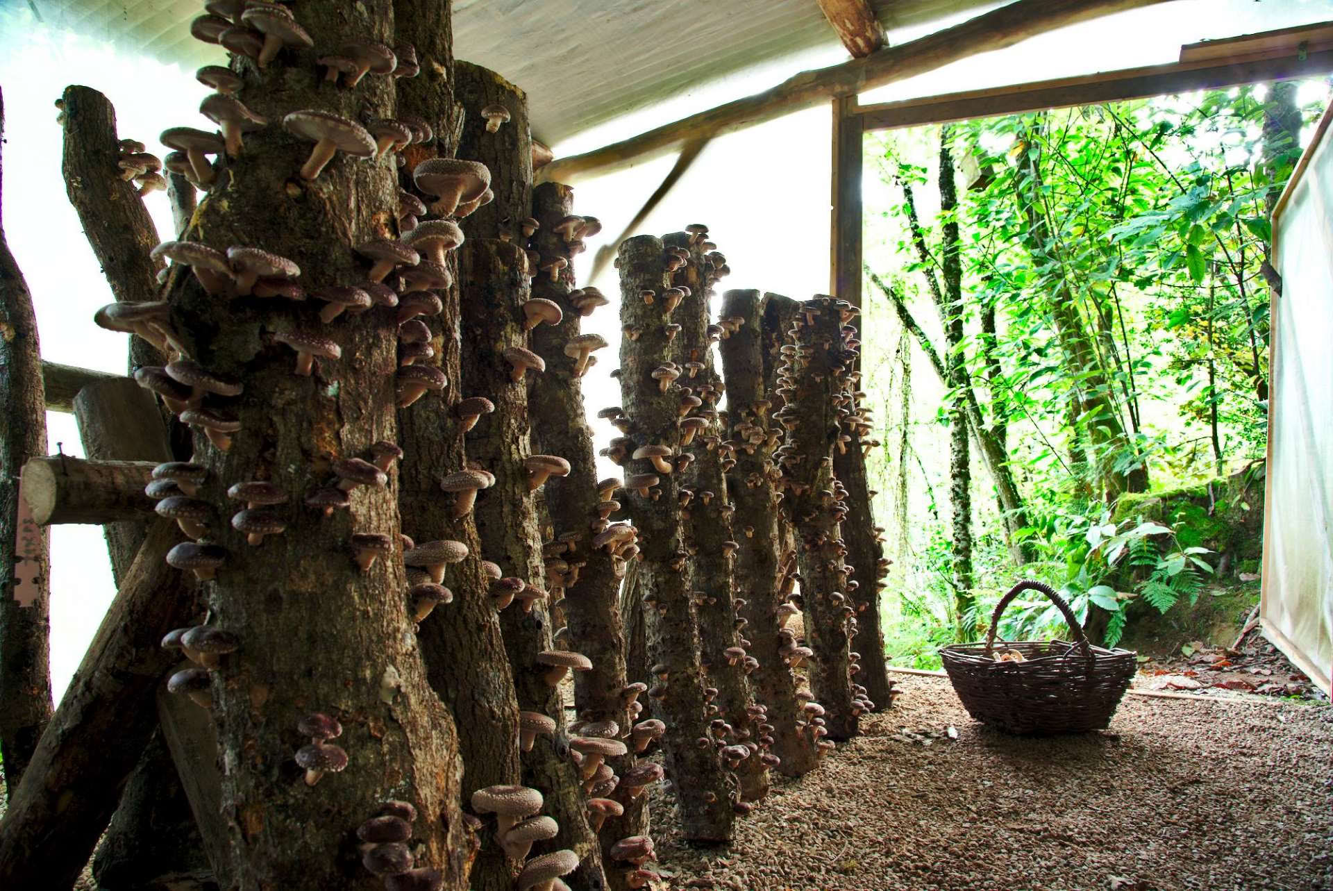 Pilz-Naturwald-Besuch