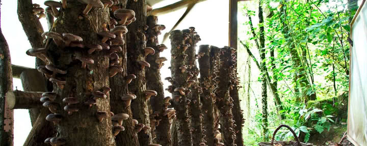 Pilz-Naturwald-Besuch