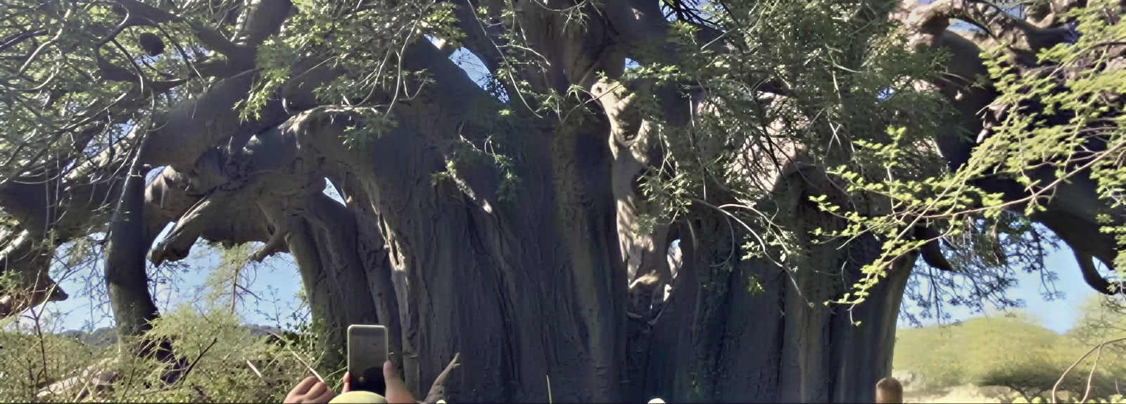 Baobab-Führung