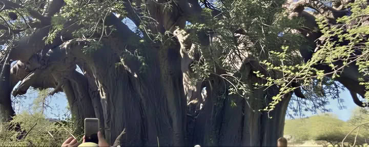 Baobab-Führung