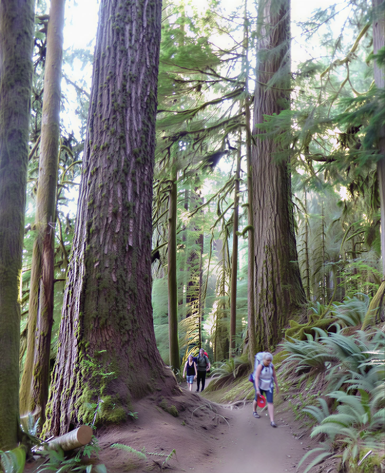 Retreat im Olympic-Nationalpark: Wald- und Strandbaden