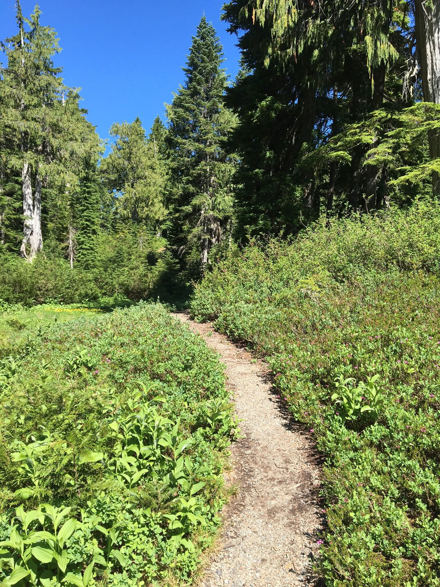 Yoga-Wander-Heil-Retreat an den Fox Creek Falls
