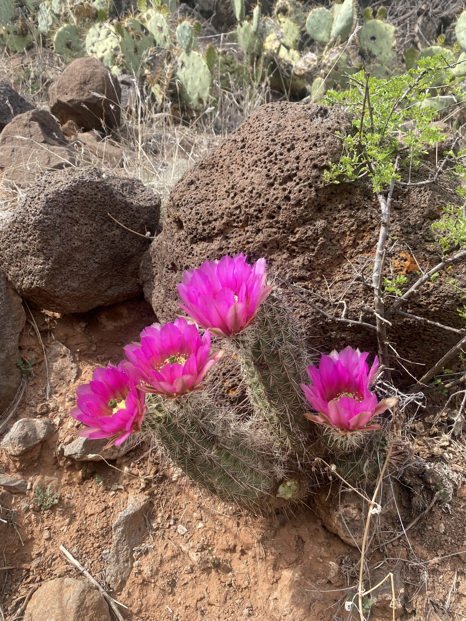 Yoga-, Wander- und Heilungs-Retreat in Sedona, Arizona