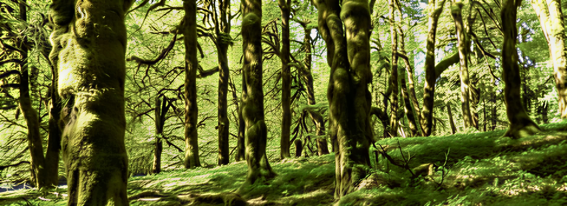 Meditationswanderung-Retreat an den Cascades