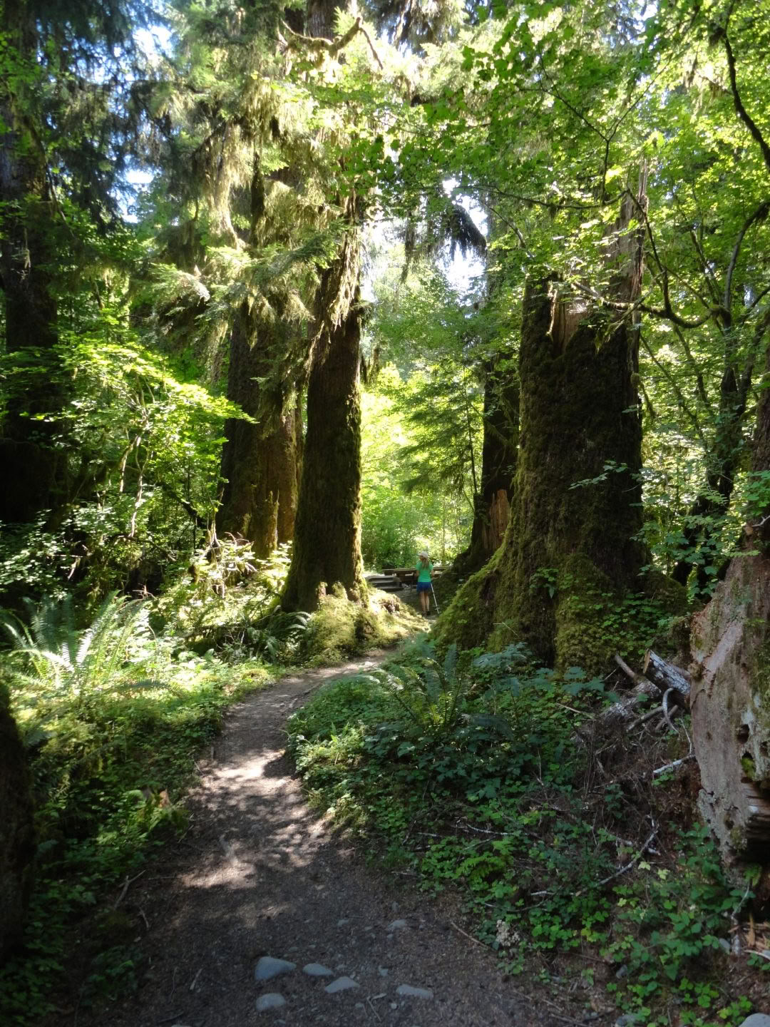 Wanderung am Cascades Old Sauk Trail
