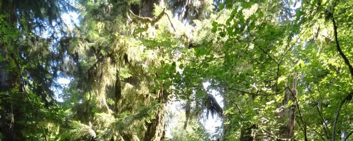Wanderung am Cascades Old Sauk Trail