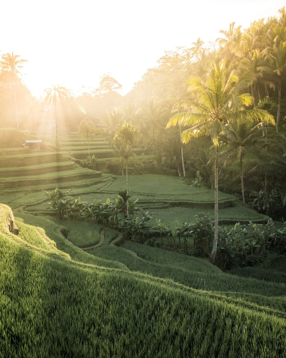Der integrierte Weg: 6-Nächte-Yoga-Retreat in Koh Samui, Thailand