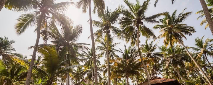 Indien Yoga- und Ayurveda-Retreat – 1. September
