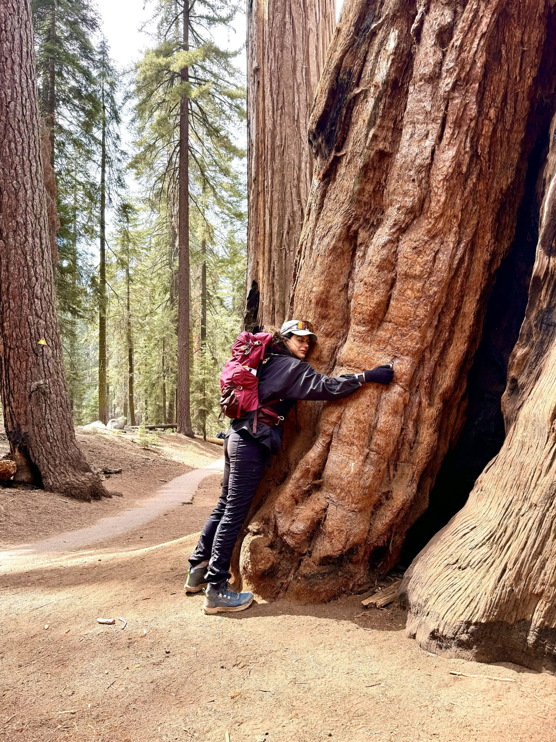 Die Magie der Sequoias entdecken
