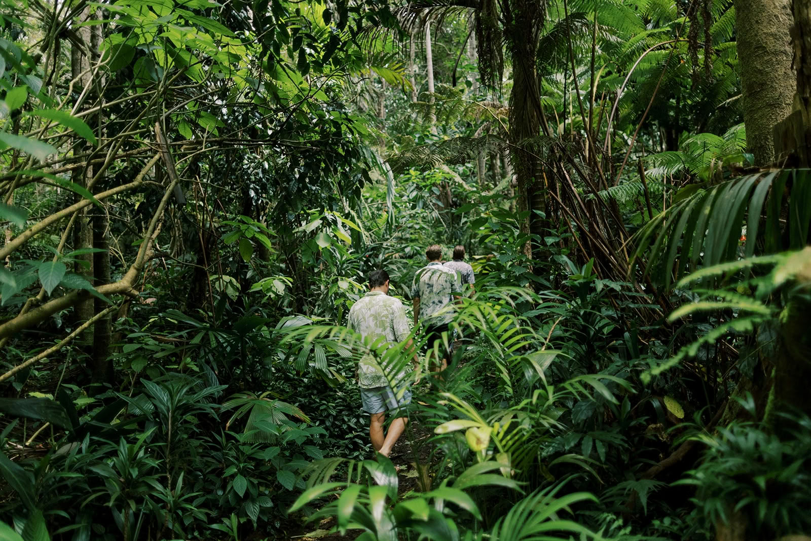 Private Nebelwald-Tour – Pantropical Trail (1,5 Std.)