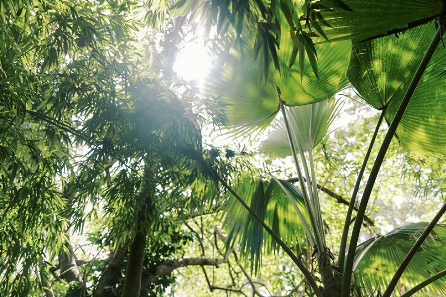 Private Nebelwald-Tour – Pantropical Trail (1,5 Std.)