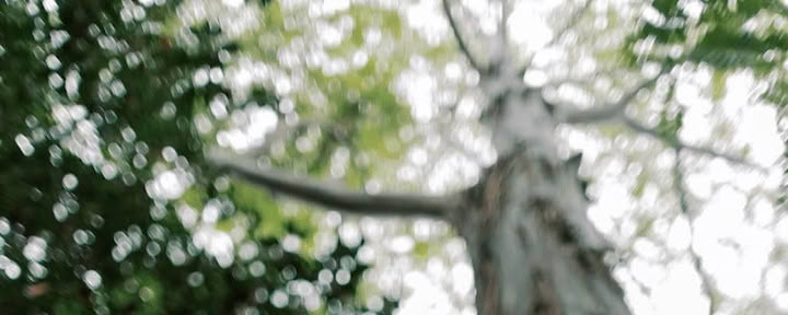 Waldbaden-Erlebnis (Shinrin-Yoku): Eine geführte Reise zu Frieden und Wohlbefinden