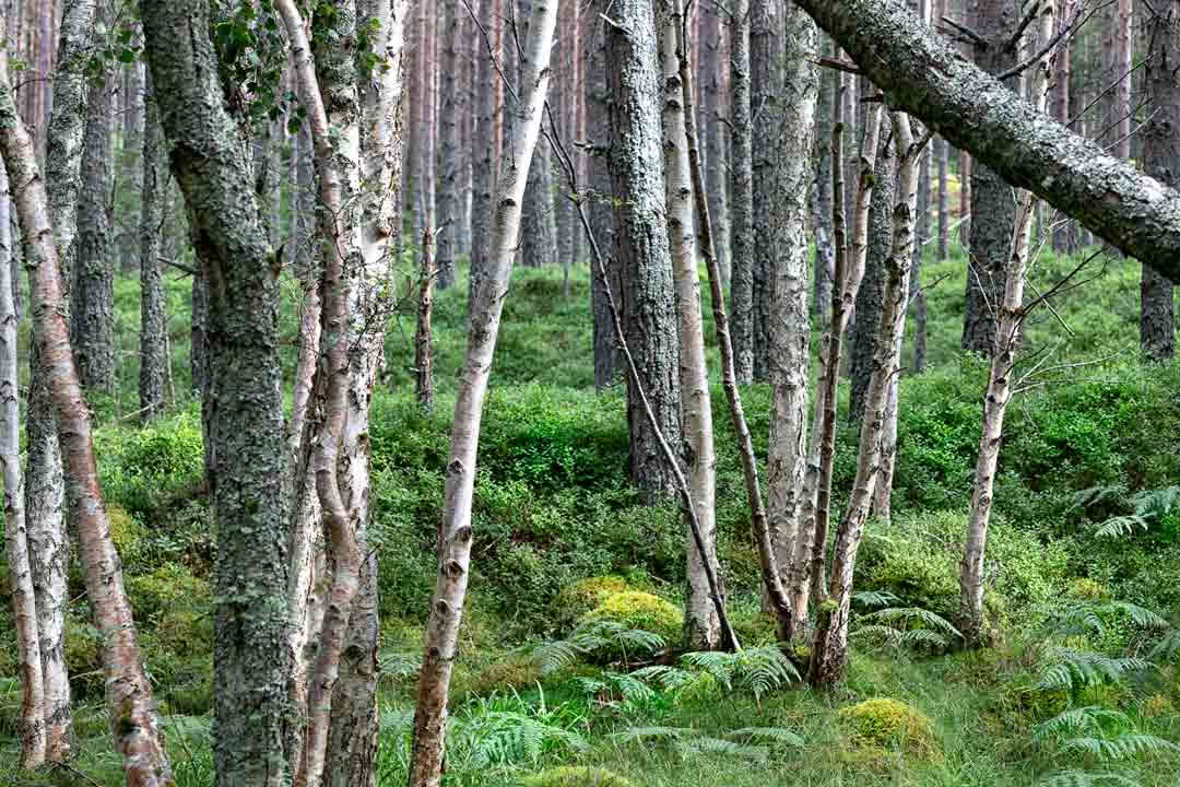 Entspannung in Rannoch