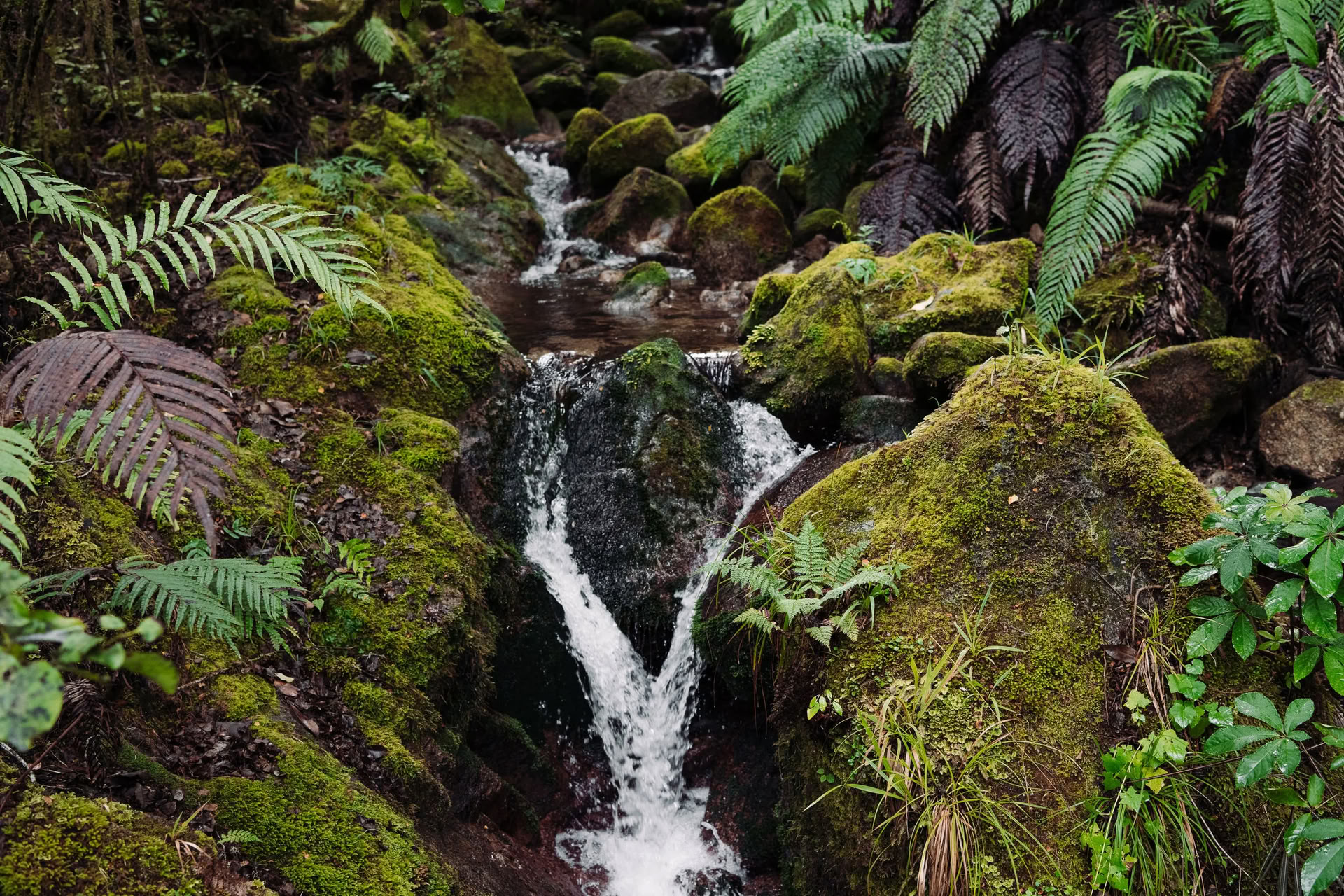 Natur- und Yoga-Retreat – Südinsel, Neuseeland mit Joan Hyman