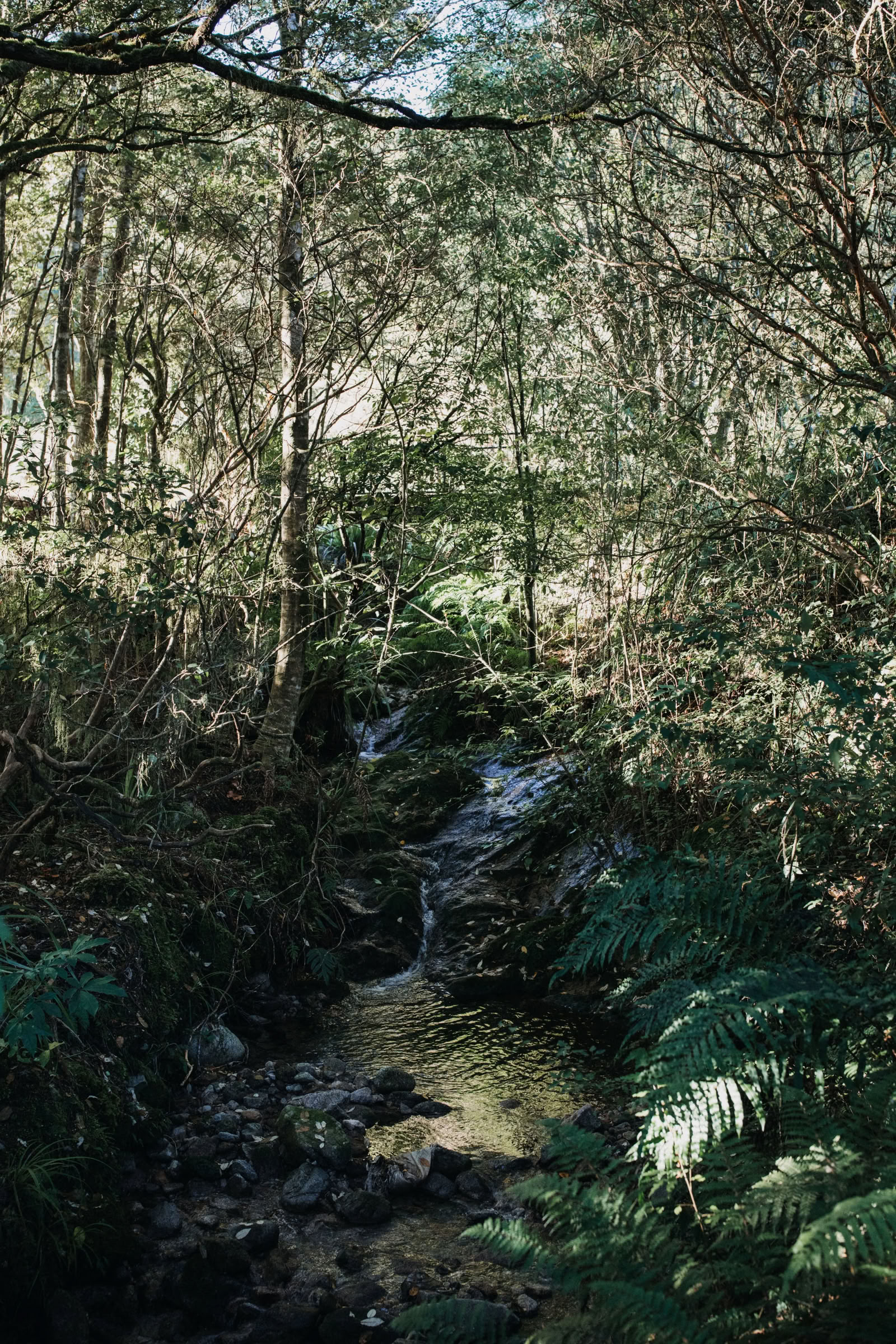 Natur- und Yoga-Retreat – Südinsel, Neuseeland mit Joan Hyman