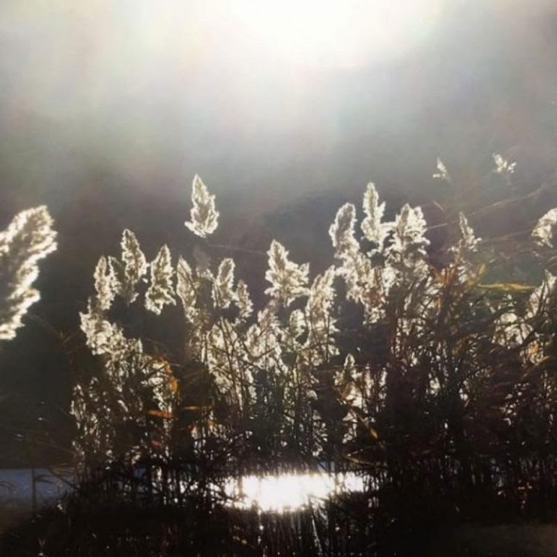 Gebären im heilenden Licht