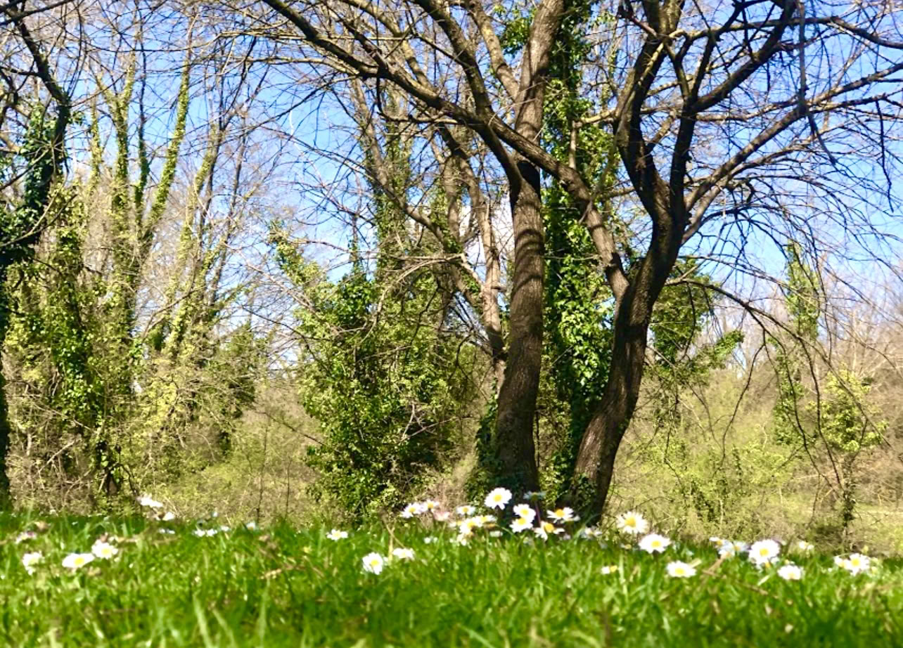 Verwurzelt in der Natur: Ein Yoga- und Qi-Gong-Retreat unter Bäumen