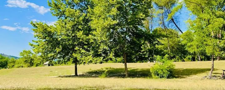 Verwurzelt in der Natur: Ein Yoga- und Qi-Gong-Retreat unter Bäumen