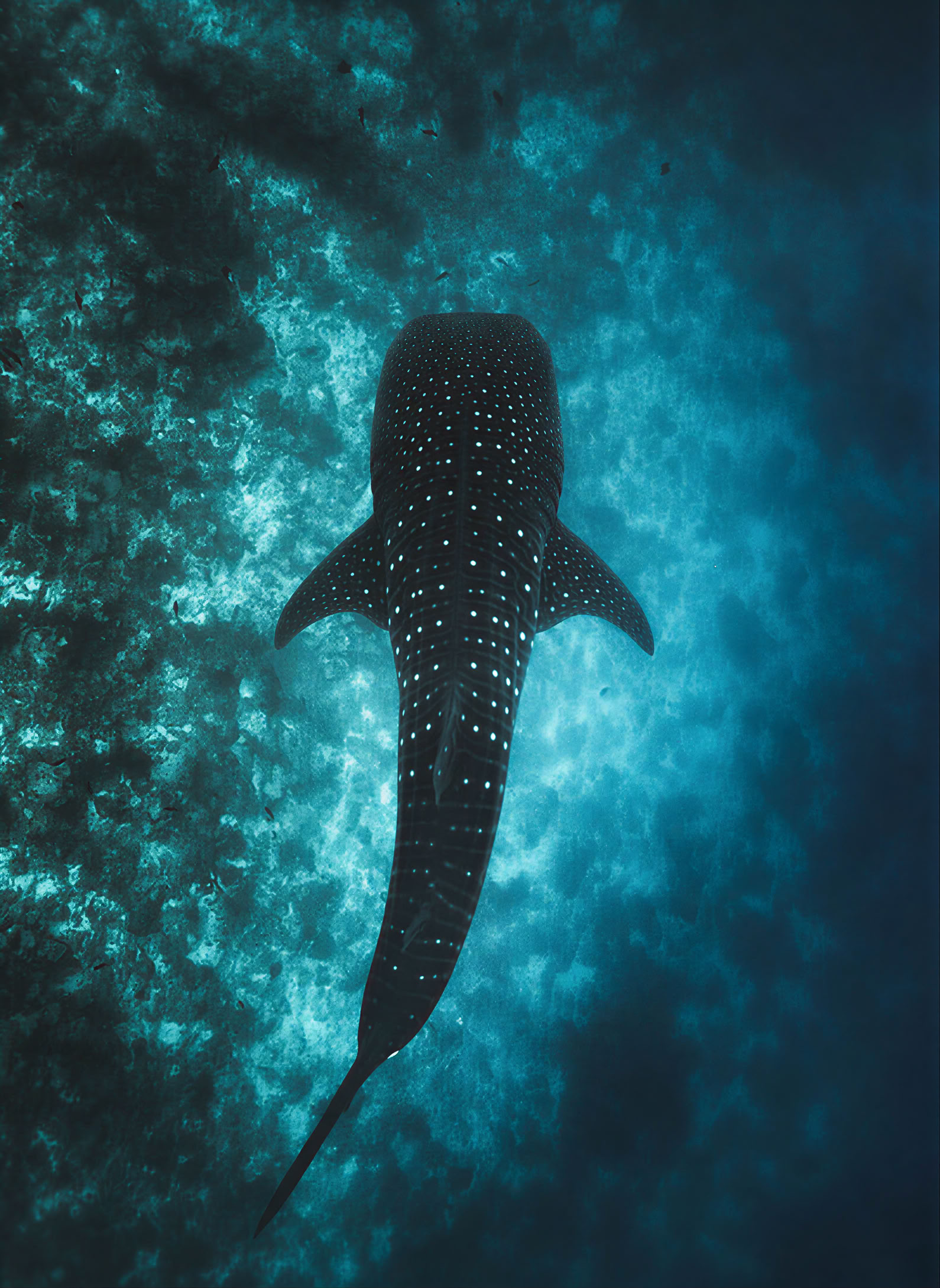 7-tägiges Pilates-, Yoga- und Functional-Training-Retreat mit Whale Shark Schnorcheltour