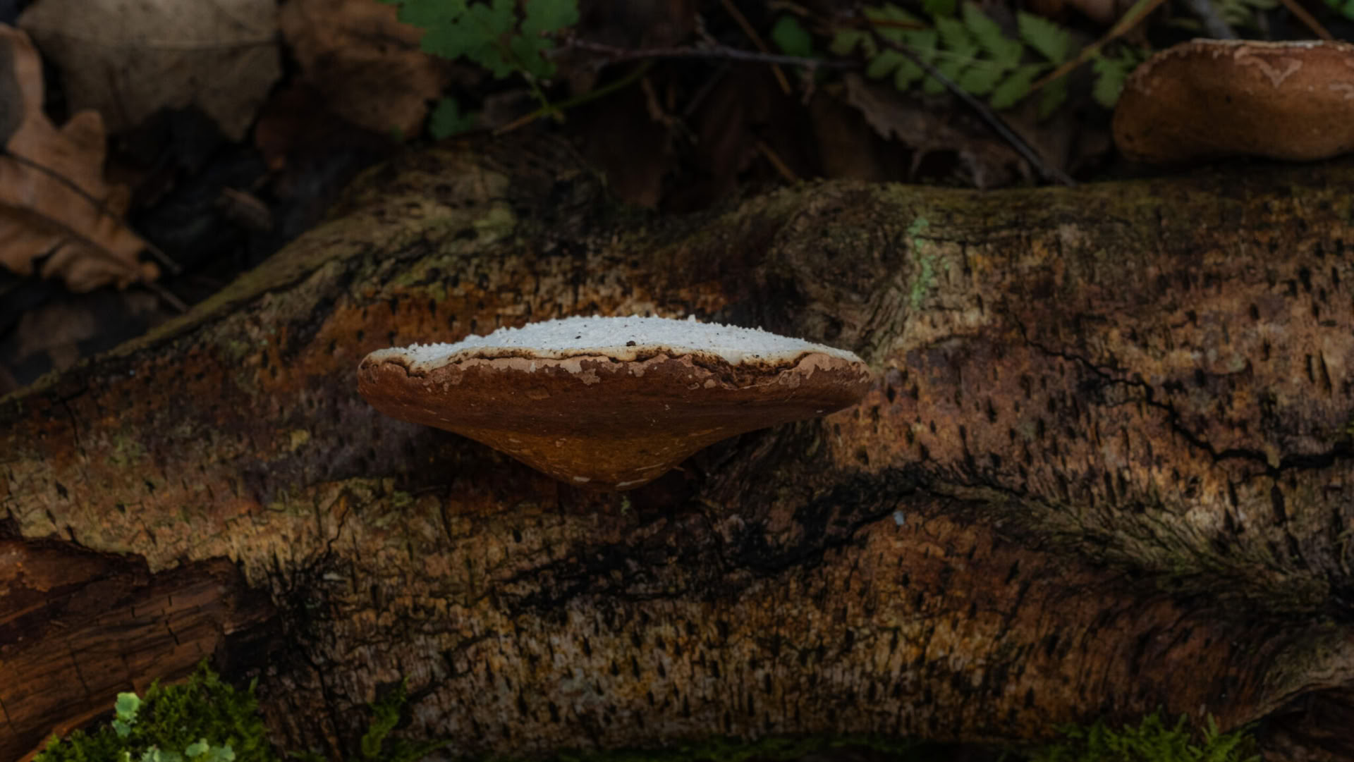 Wildes Wochenende – Heilpilze