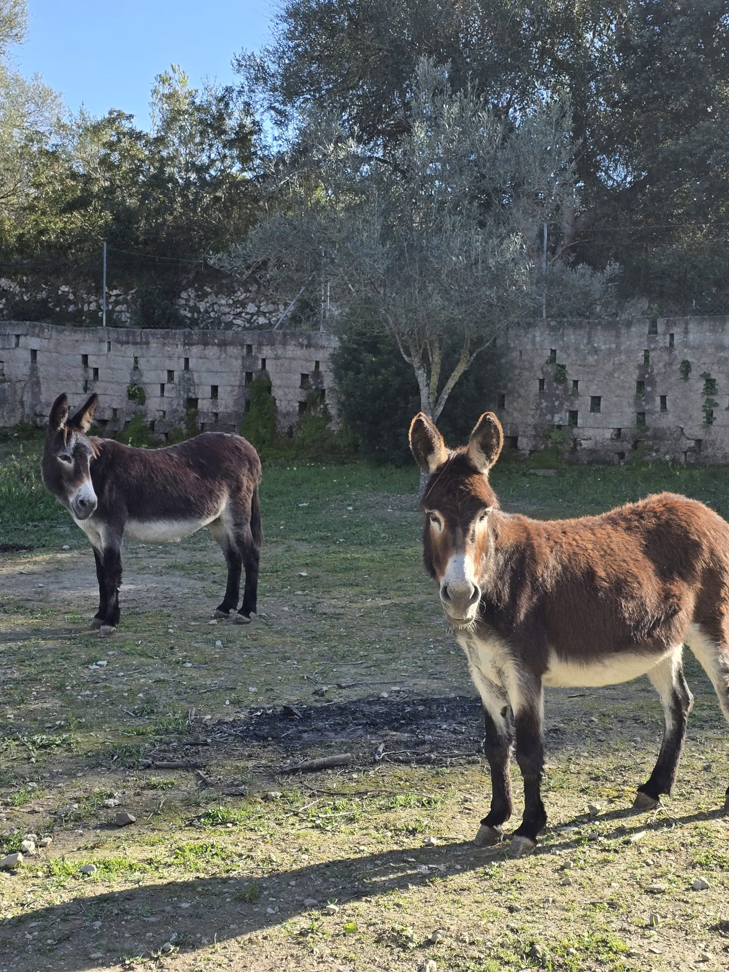Re-Erdung Retreat: Mallorca