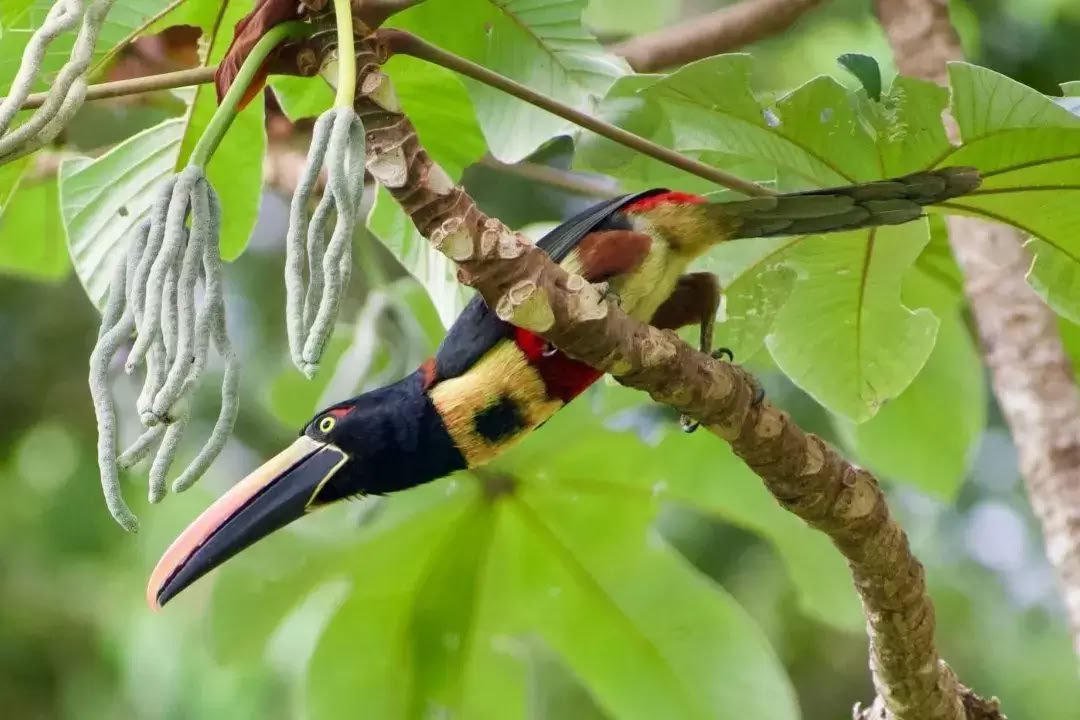 Von der Natur beglücktes Retreat Costa Rica