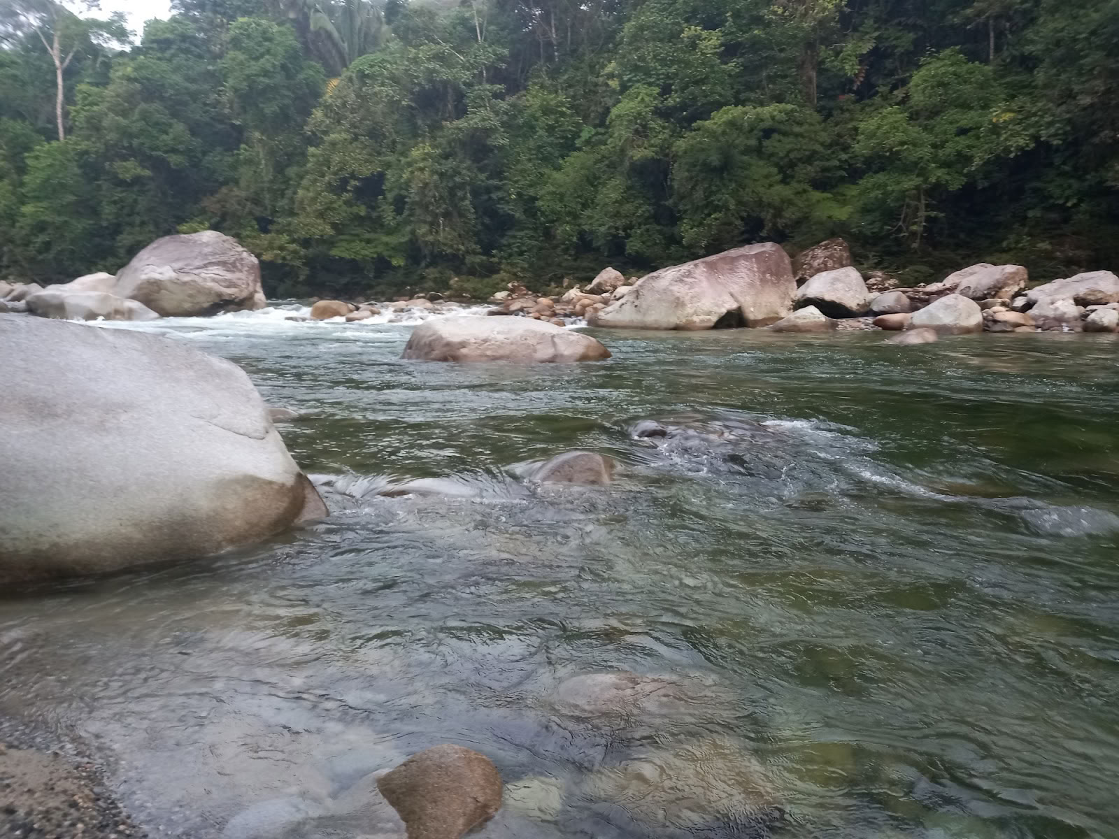 Federkrone Ayahuasca Ecuador