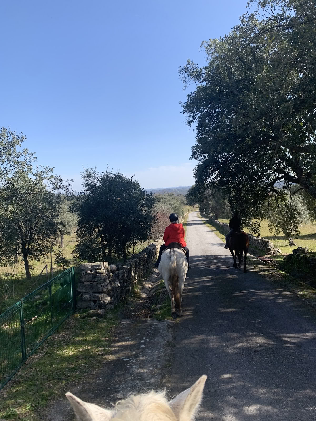 Marvão Pferde