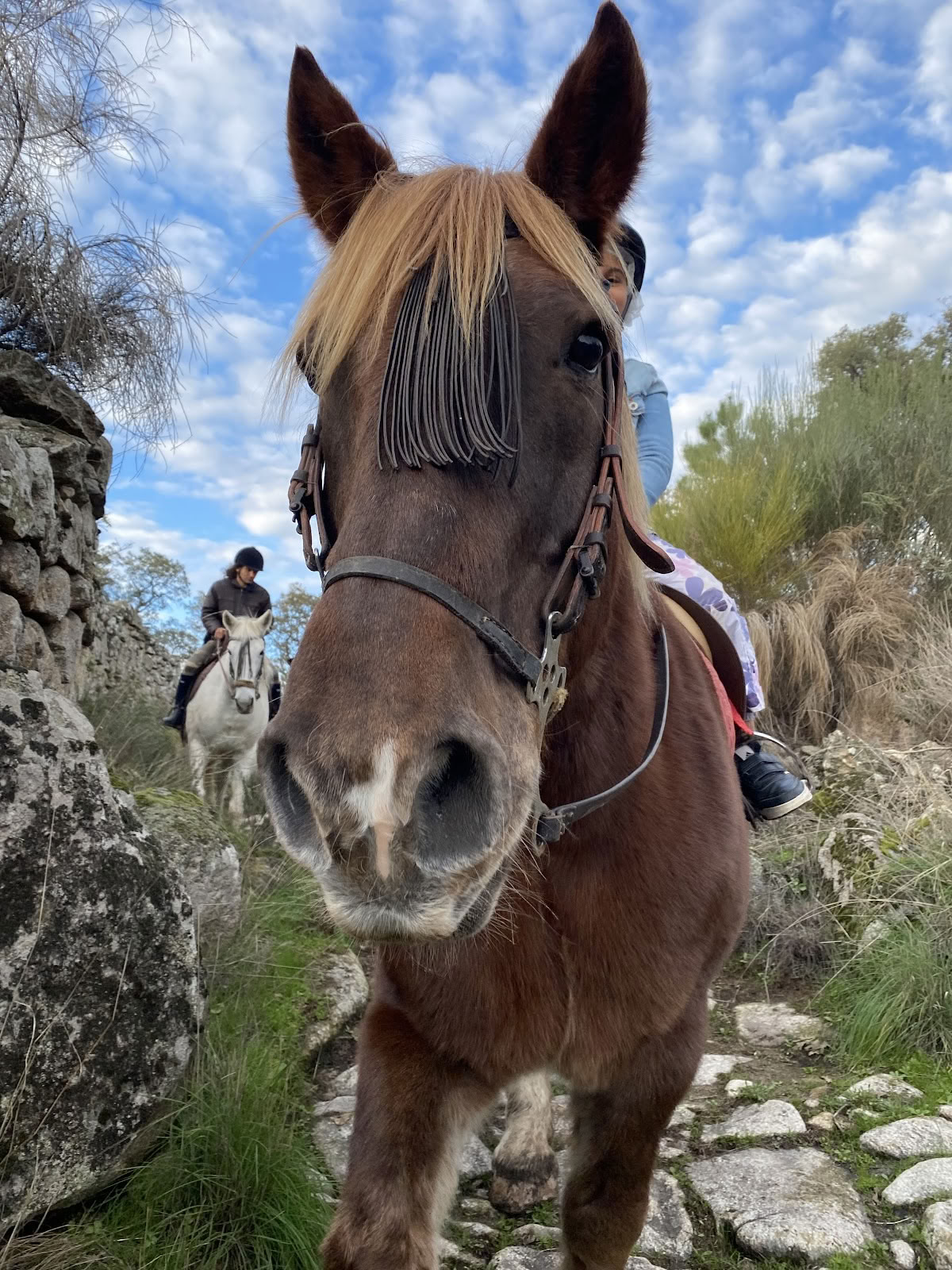 Marvão Pferde