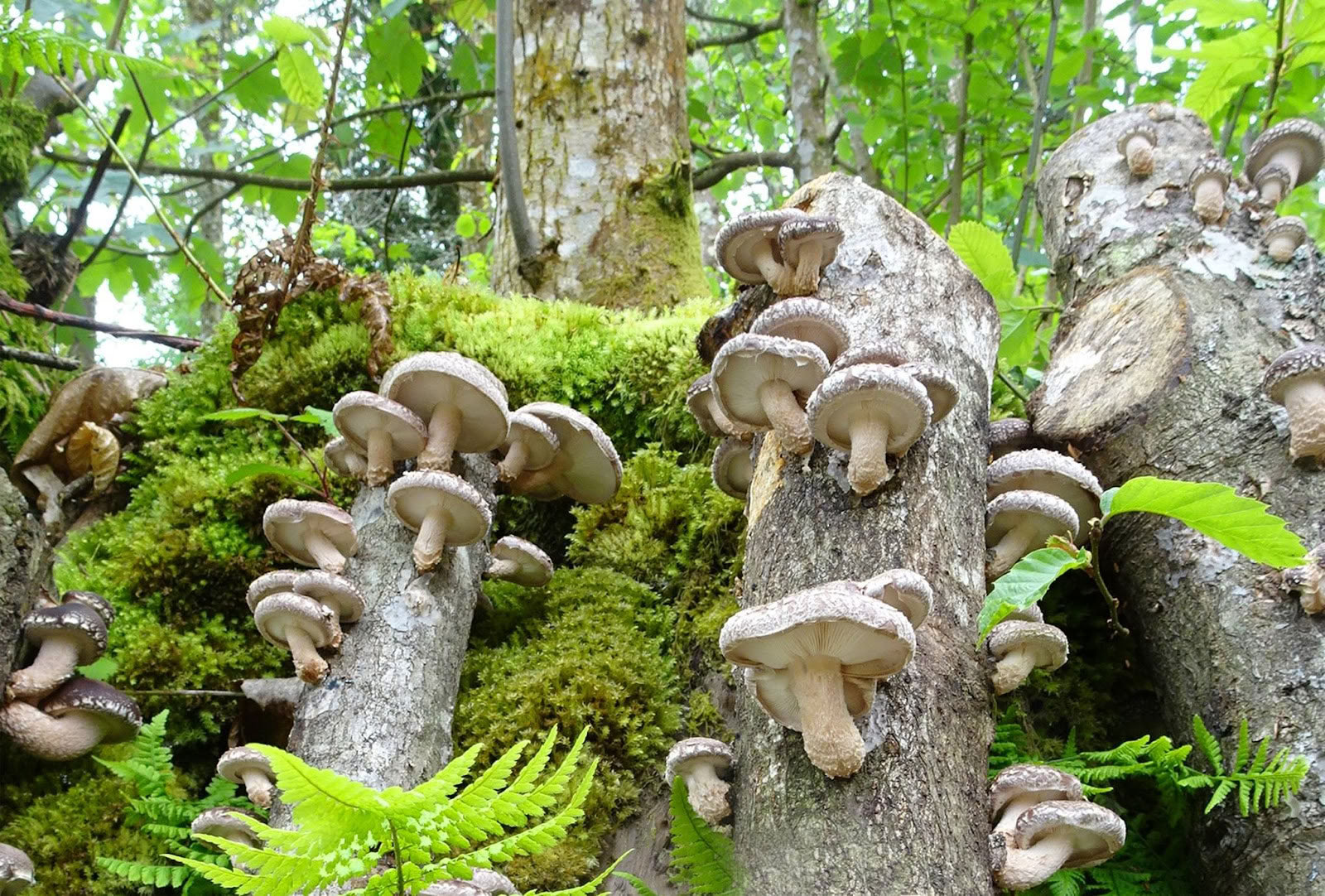 Natur der Pilze