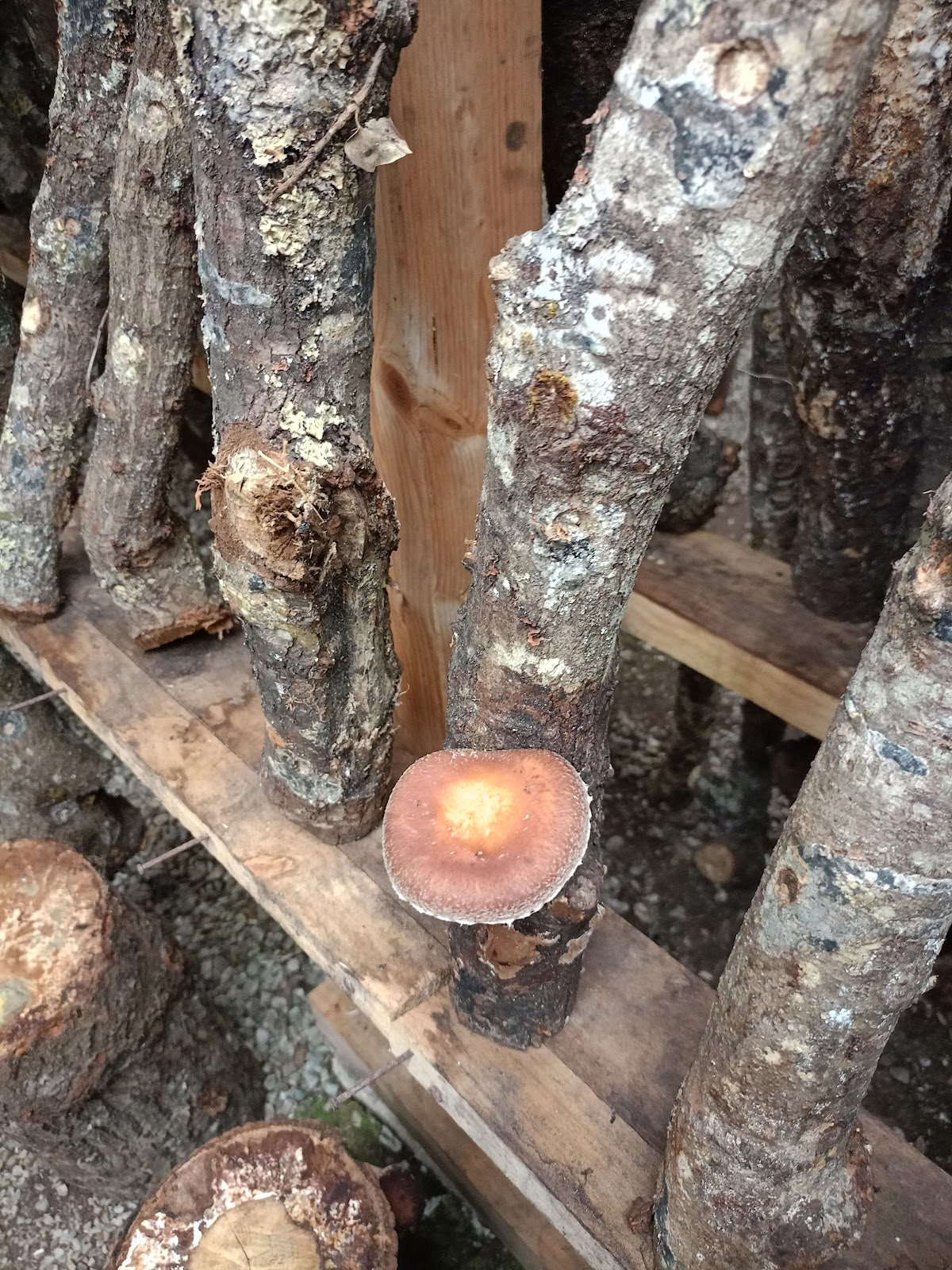 Natur der Pilze
